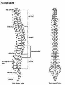 back_pain_normal_spine