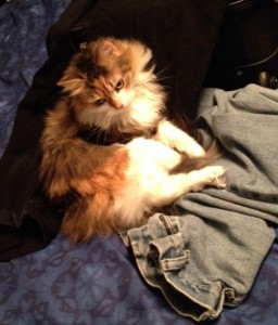 Tink found my pants that I wore today and the suitcase